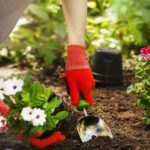 Where to Learn Gardening Online