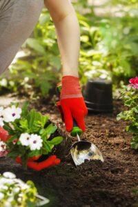 Where to Learn Gardening Online